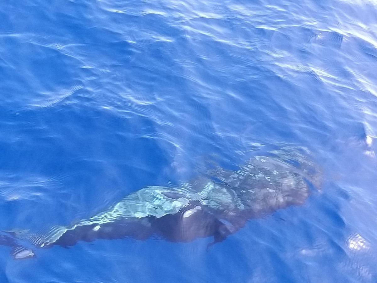 Tenerife Playa La Arena 푸에르토 데 산티아고 외부 사진